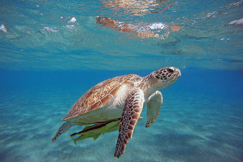 Caretta Caretta